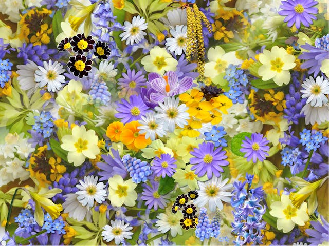 Flori colorate pentru grădină: Pastel în spații mici